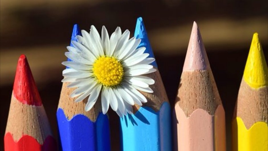 Coloured pencils and flower